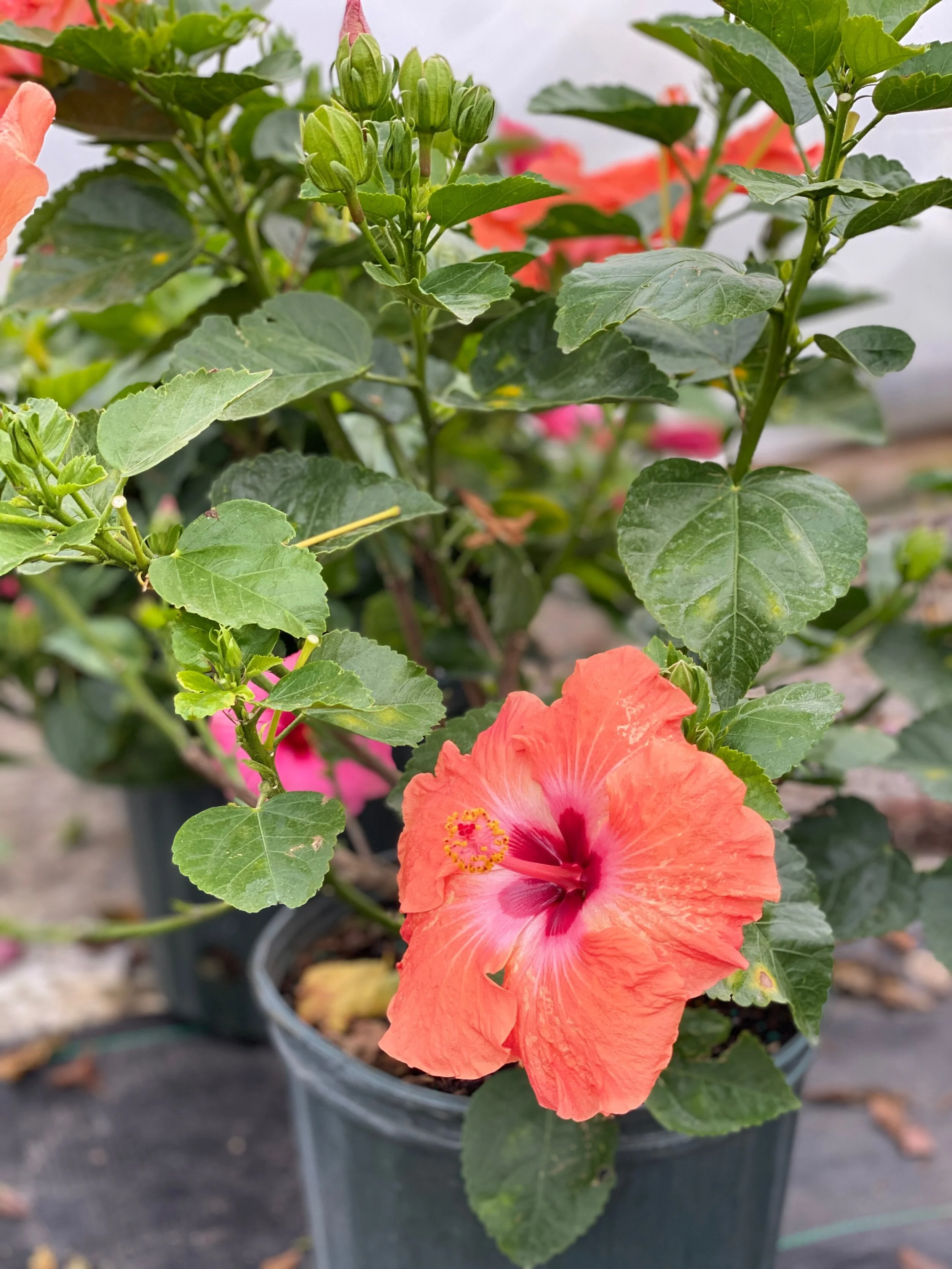 Think You Can't Grow Tropical Plants? — Harvey's Greenhouse